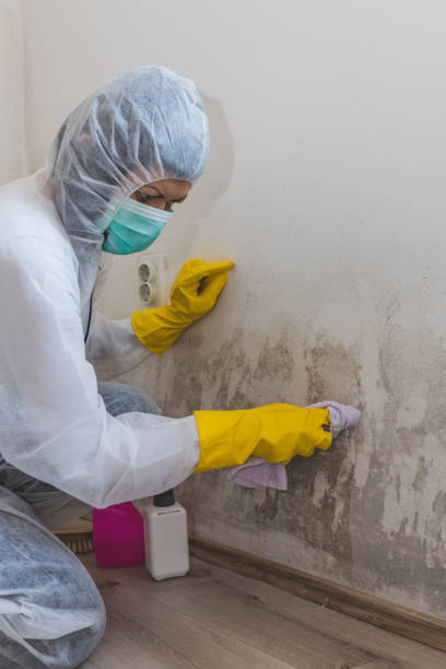 Best Mold Removal for HVAC Installations  in Heeia, HI