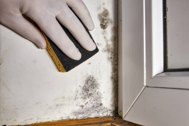 Best Mold Documentation for Insurance Claims  in Heeia, HI